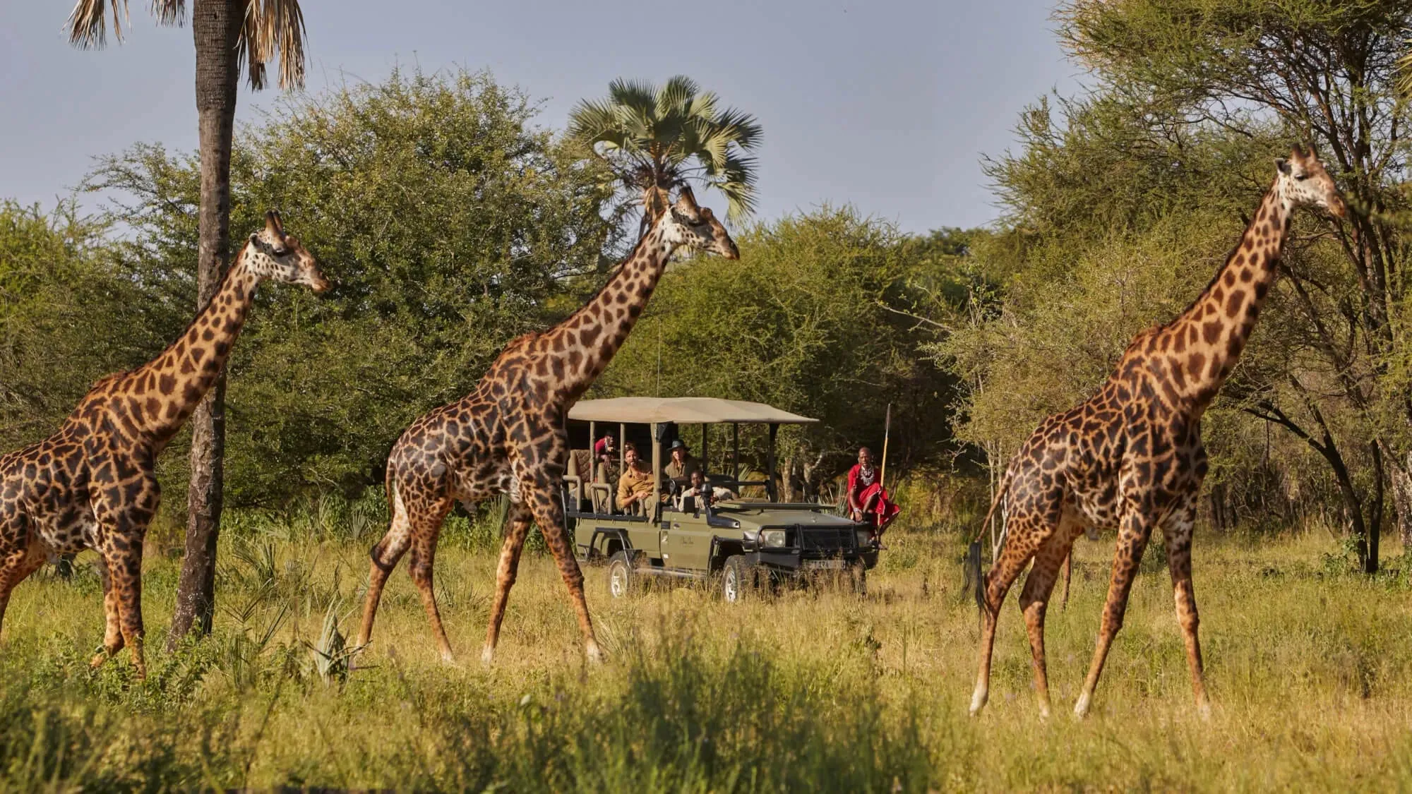 A wooden boardwalk connecting tented suites through palm and acacia woodland at Chem Chem Lodge