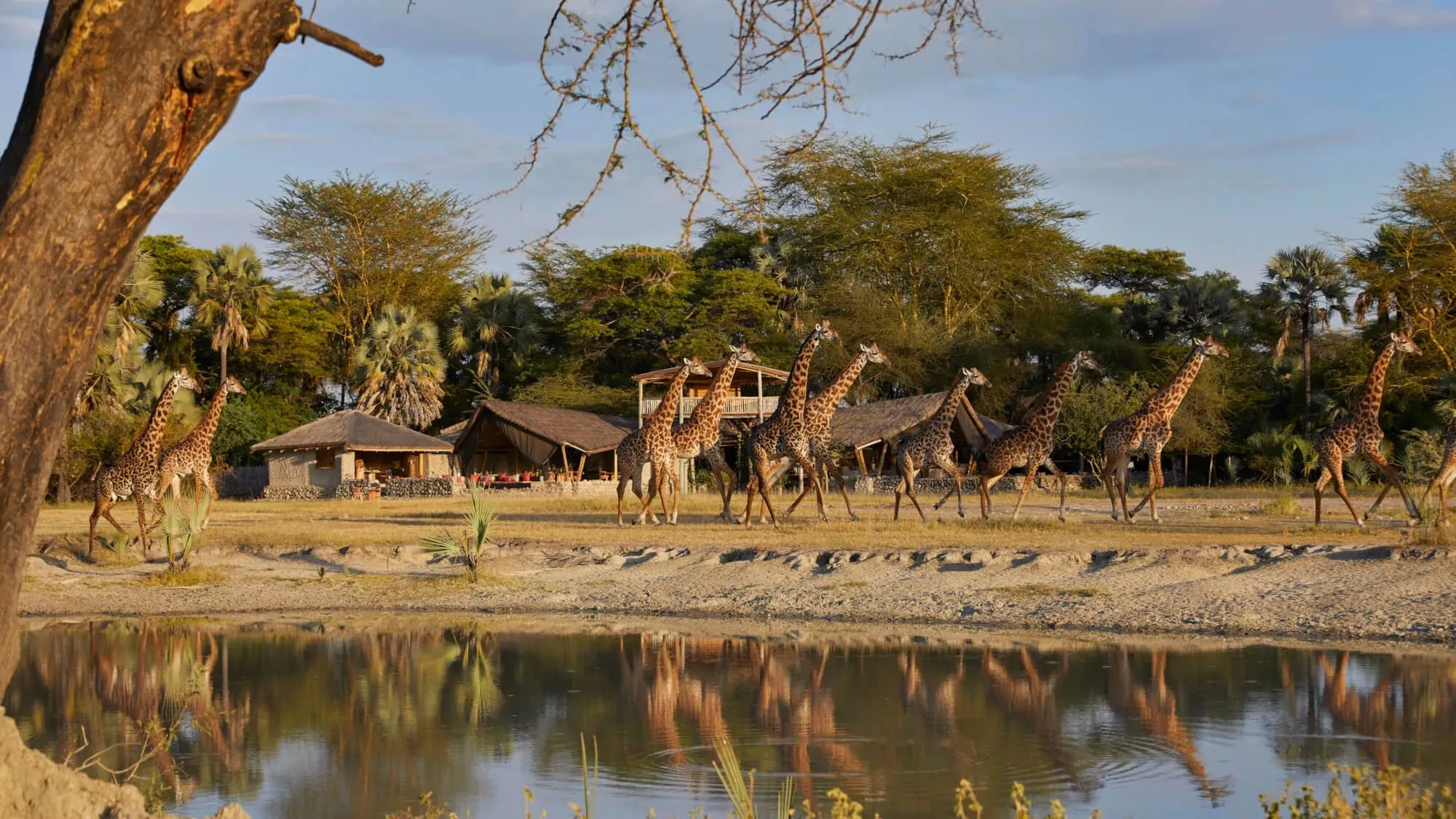 A tented suite at Chem Chem Lodge raised on a wooden platform amid palm and acacia woodland overlooking the Chem Chem concession between Lake Manyara and Tarangire