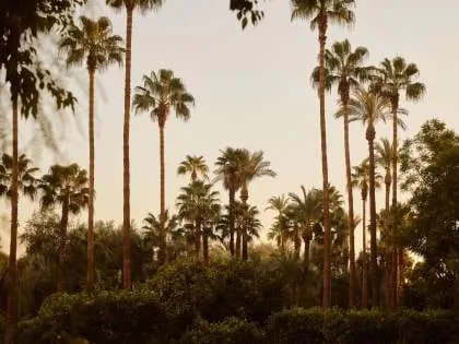 Centuries-old olive and palm trees in La Mamounia's historic gardens