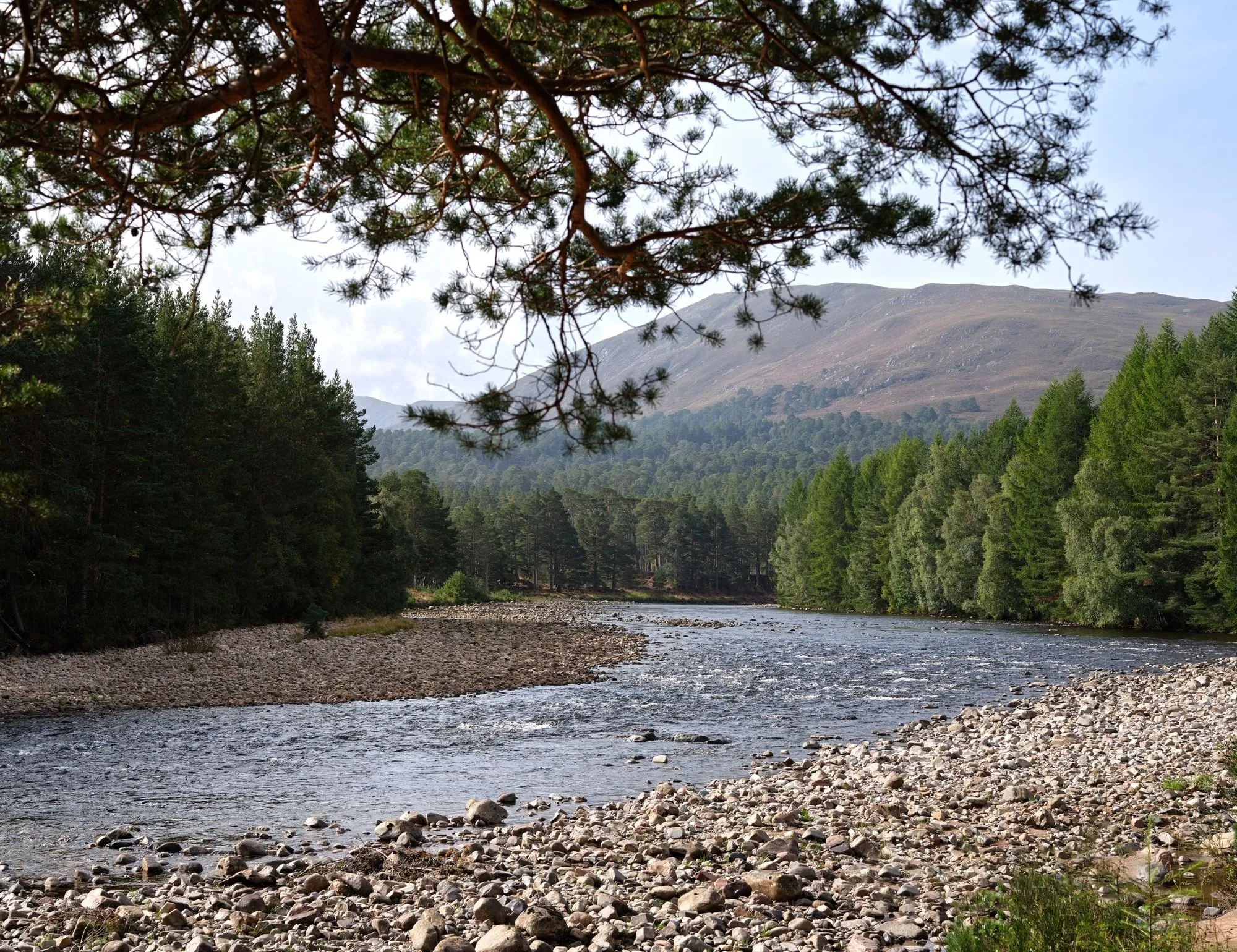 Moorland and pine forest in the Cairngorms National Park near Braemar, Aberdeenshire